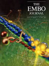 Embo Journal封面