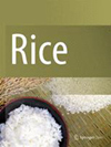 Rice封面