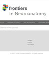 Frontiers In Neuroanatomy封面